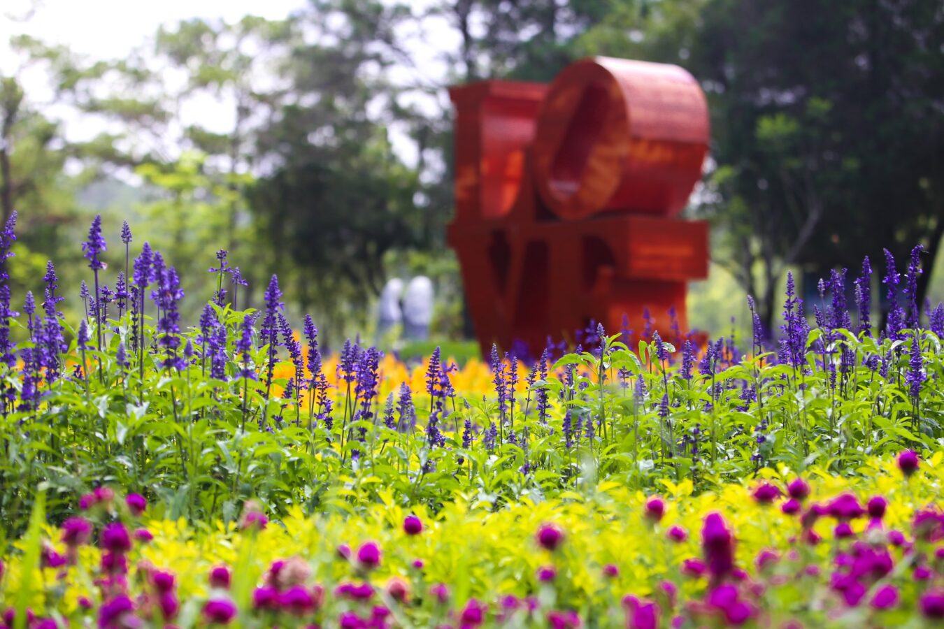 Vườn hoa Lavender tại Thung Lũng Tình Yêu