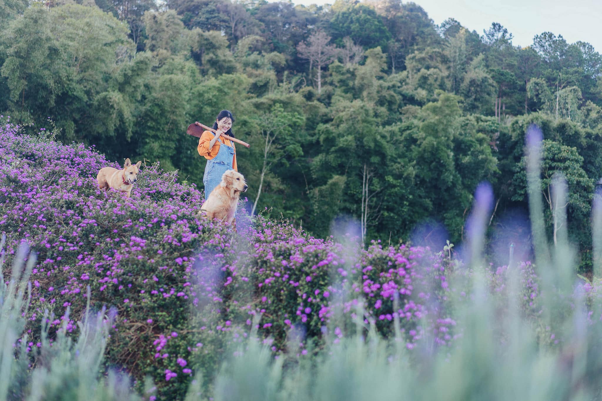 Vườn hoa Lavender Túi Thương Nhớ Đà Lạt
