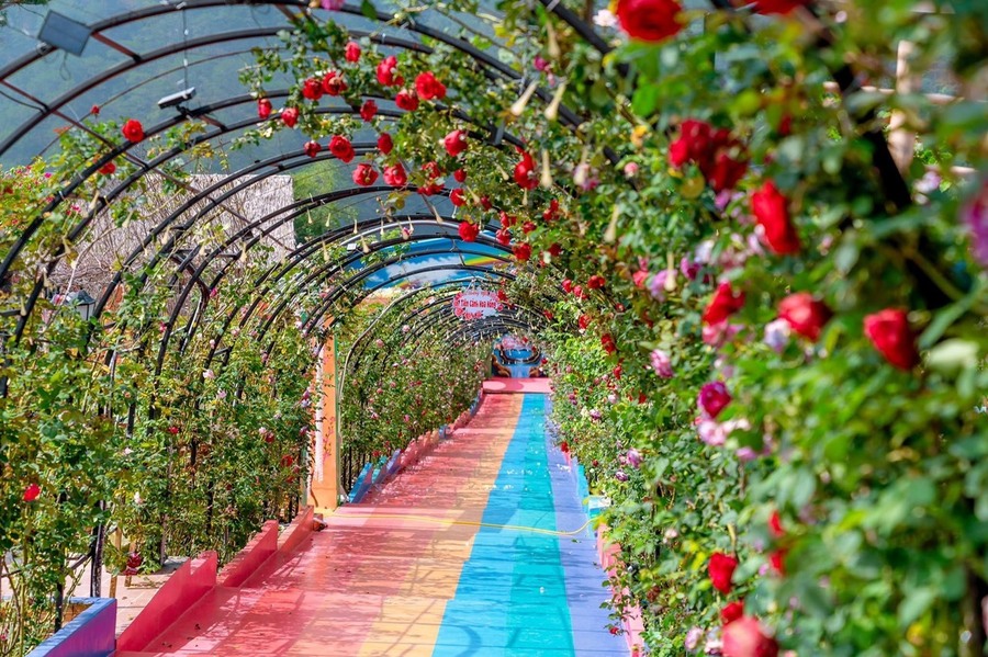 Khám phá vương quốc hoa hồng