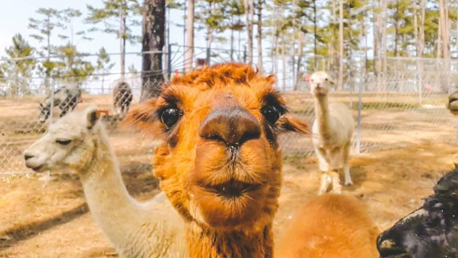 Giới thiệu sở thú Zoodoo