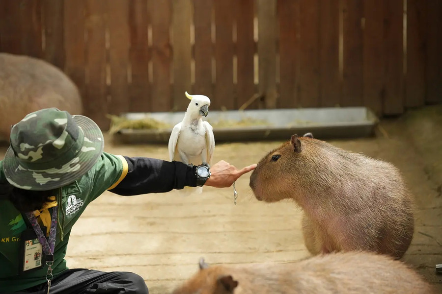 Giờ mở cửa sở thú Zoodoo