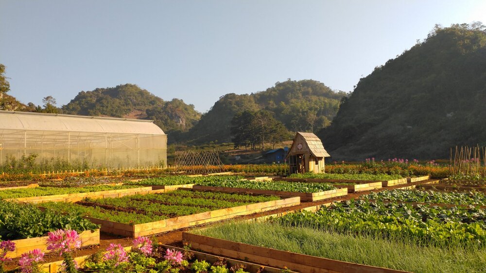 Giới thiệu vườn dâu Chimi Farm Mộc Châu
