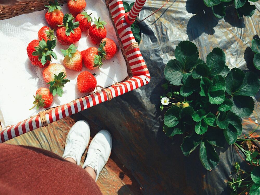 Kinh nghiệm tham quan Chimi Farm