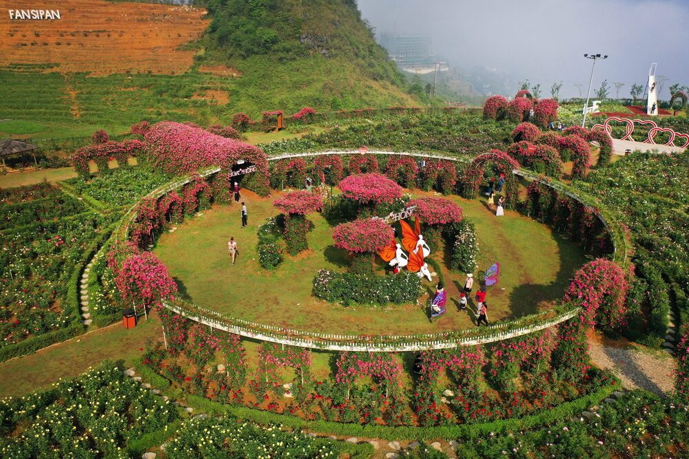 Thung lũng Hoa Hồng Sapa
