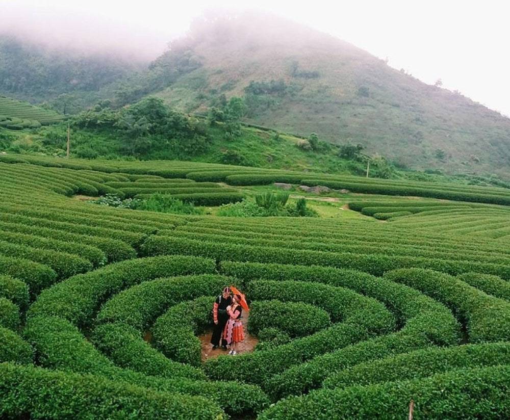 Nên tham quan Đồi chè Trái Tim mùa nào đẹp nhất?