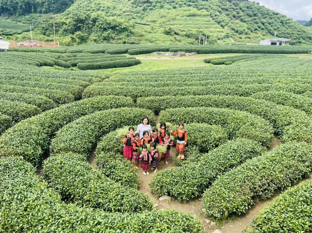 Đồi chè Trái Tim Đài Loan tại Mộc Châu