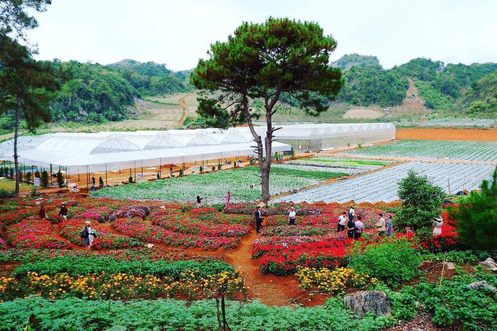 Vườn dâu tây Chimi Farm Mộc Châu