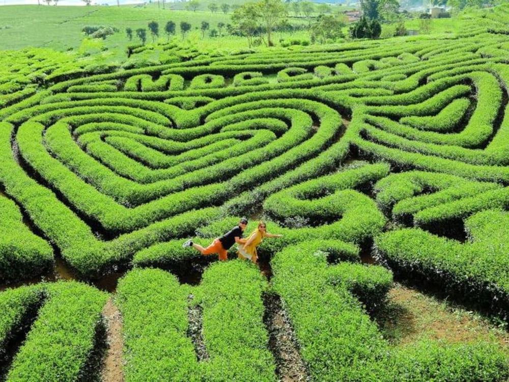 Đồi chè Trái Tim Mộc Châu