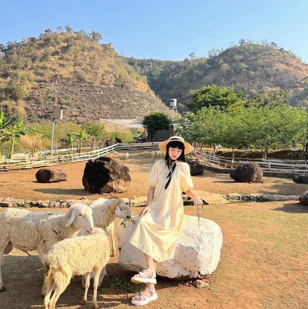 Dạo chơi tại trang trại cừu vui vẻ Happy Land