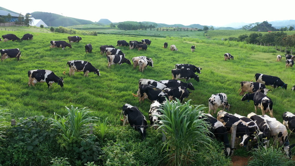 Giới thiệu thị trấn Nông trường Mộc Châu