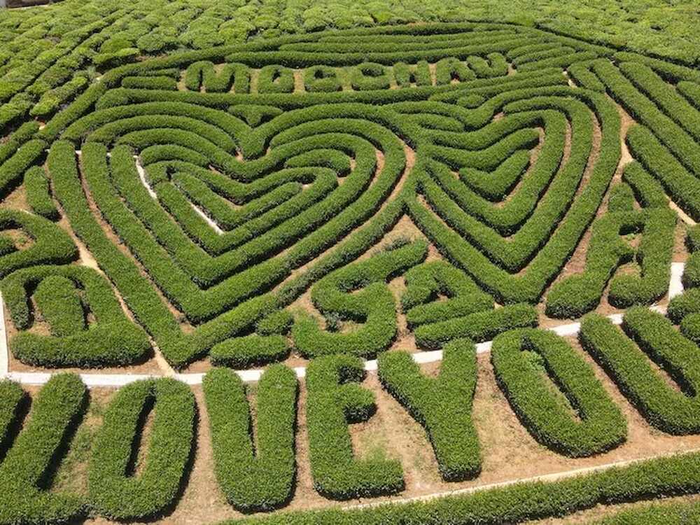 Đồi chè Trái Tim Mộc Châu