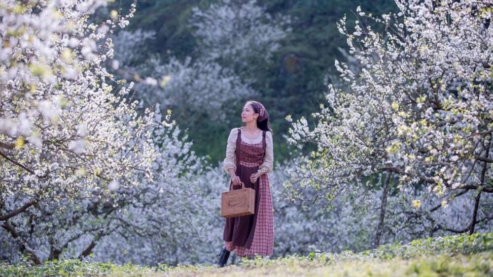 Ngắm hoa mận trắng nở rộ giữa Thung Lũng Mận Nà Ka