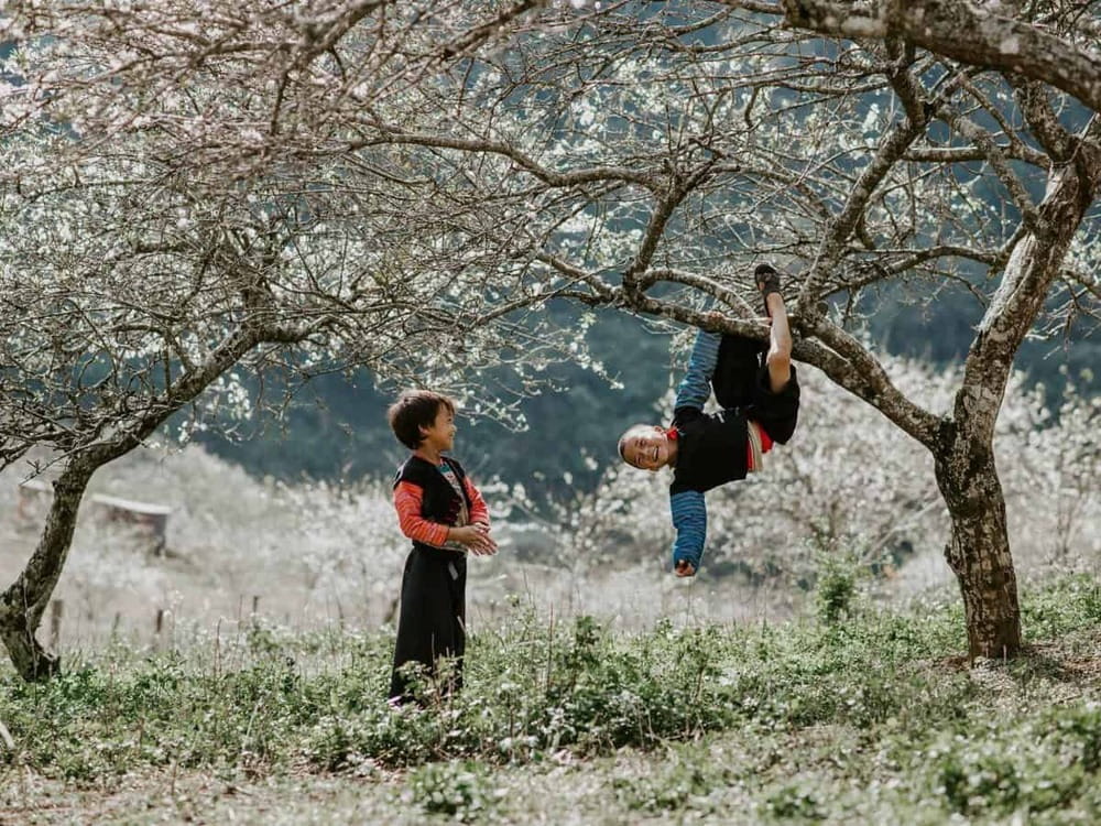 Tự tay hái mận tại Thung Lũng Mận Nà Ka mùa mận chín