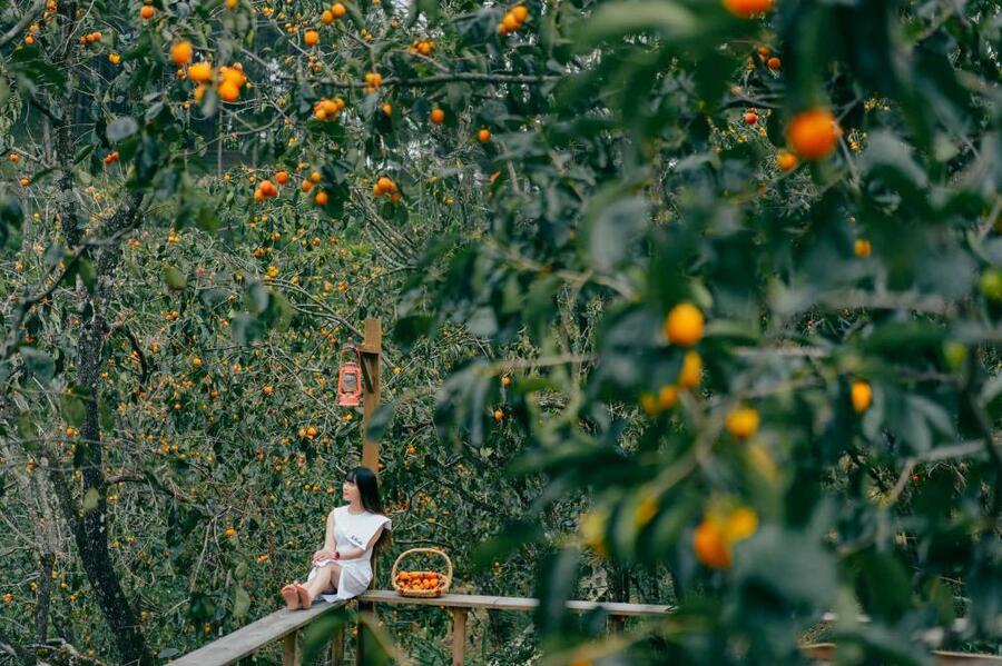 Vườn hồng treo gió Cầu Đất