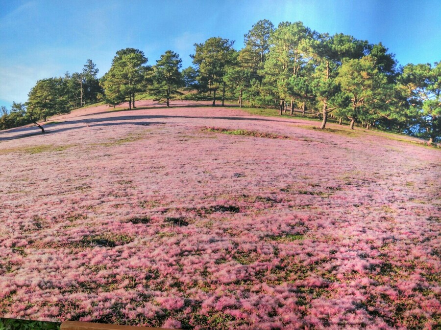 Ngắm đồi cỏ hồng đẹp nhất Đà Lạt