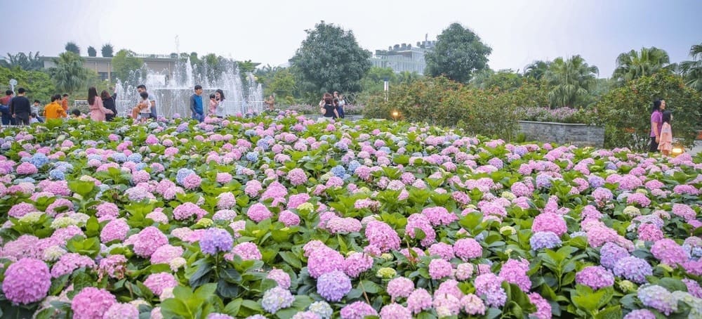 Cánh đồng hoa cẩm tú cầu Trại Mát