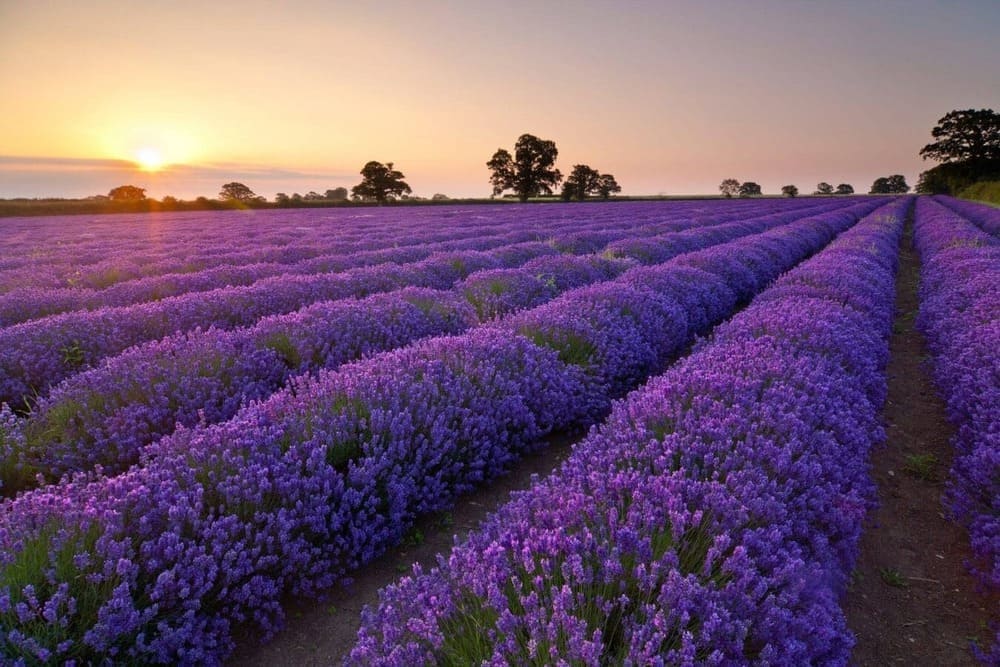 Đồi hoa lavender hồ Tuyền Lâm