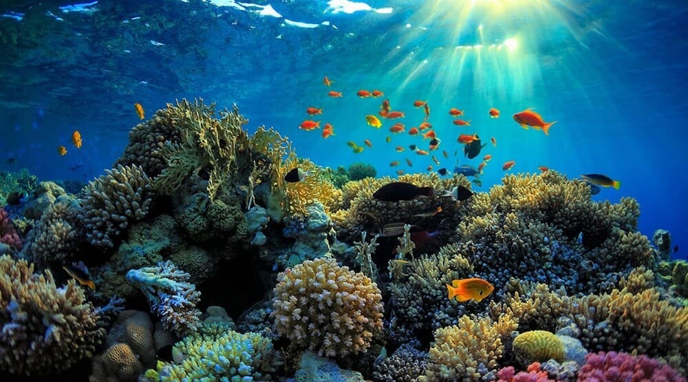 Hệ sinh thái phong phú biển Phú Quốc