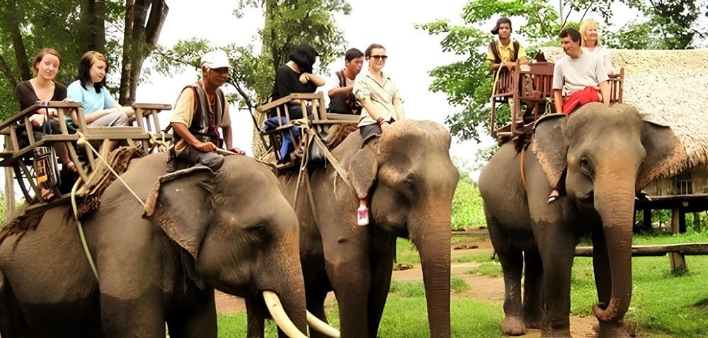 Cưỡi voi, đà điểu