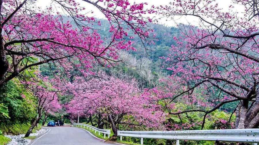 Tháng 1 cũng là mùa hoa mai anh đào
