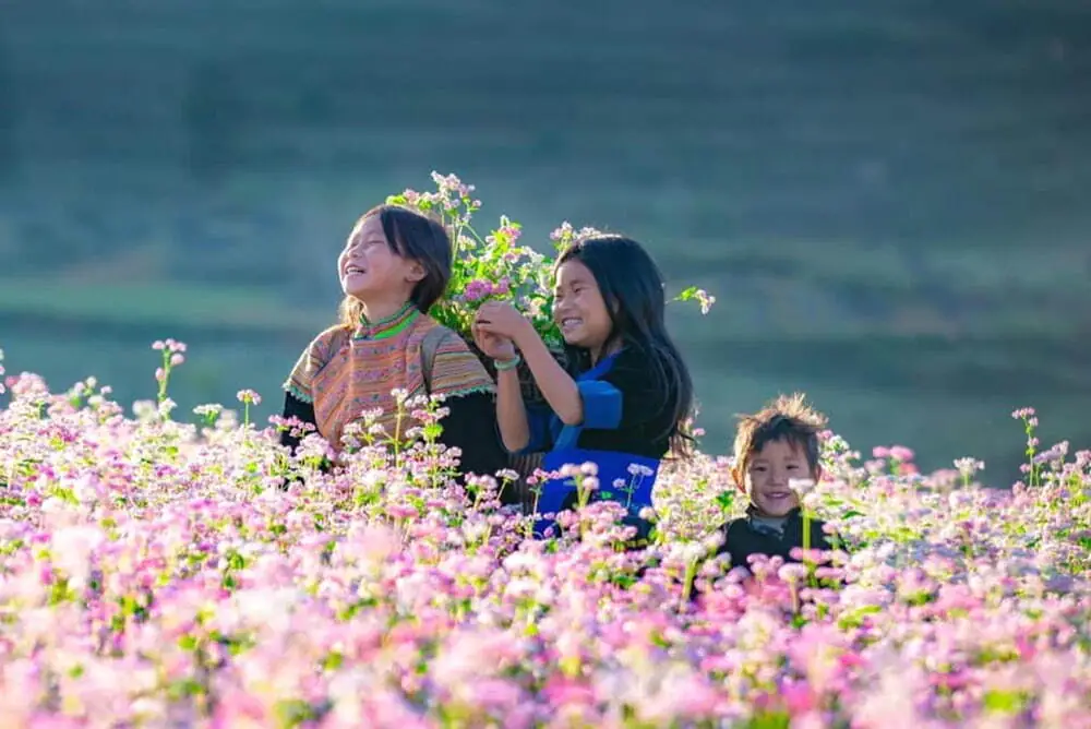 Hoa tam giác mạch Hà Giang