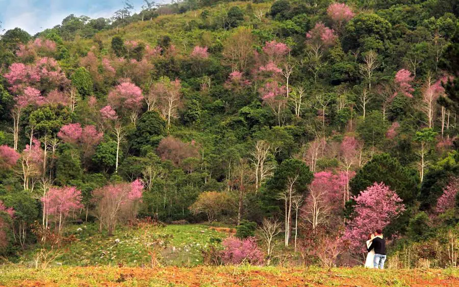 Ngắm cảnh đẹp và thăm vườn hoa trên đỉnh núi Langbiang