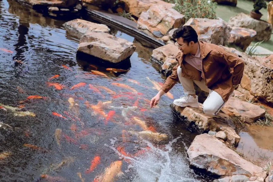 Hồ cá Koi