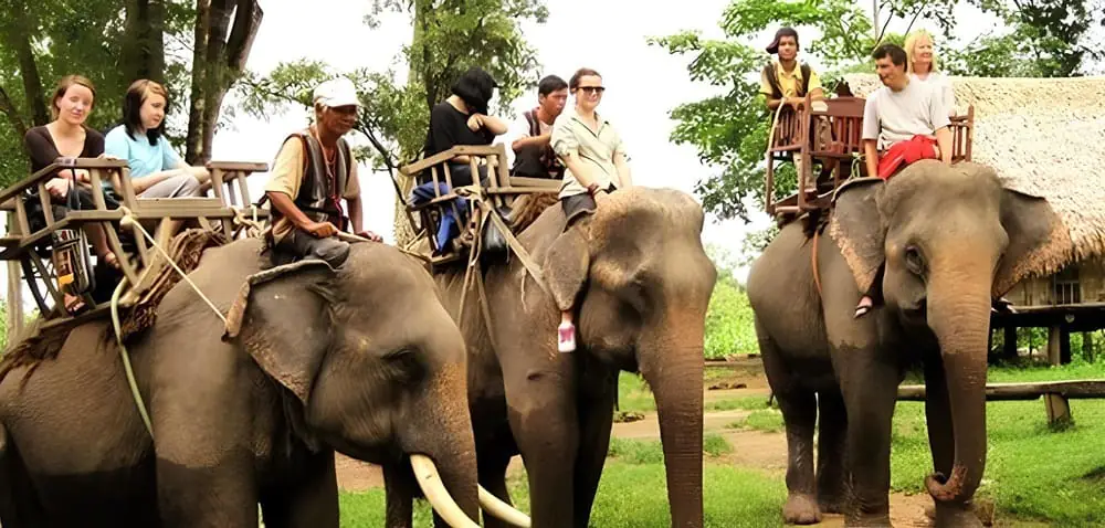 Cưỡi voi, đà điểu